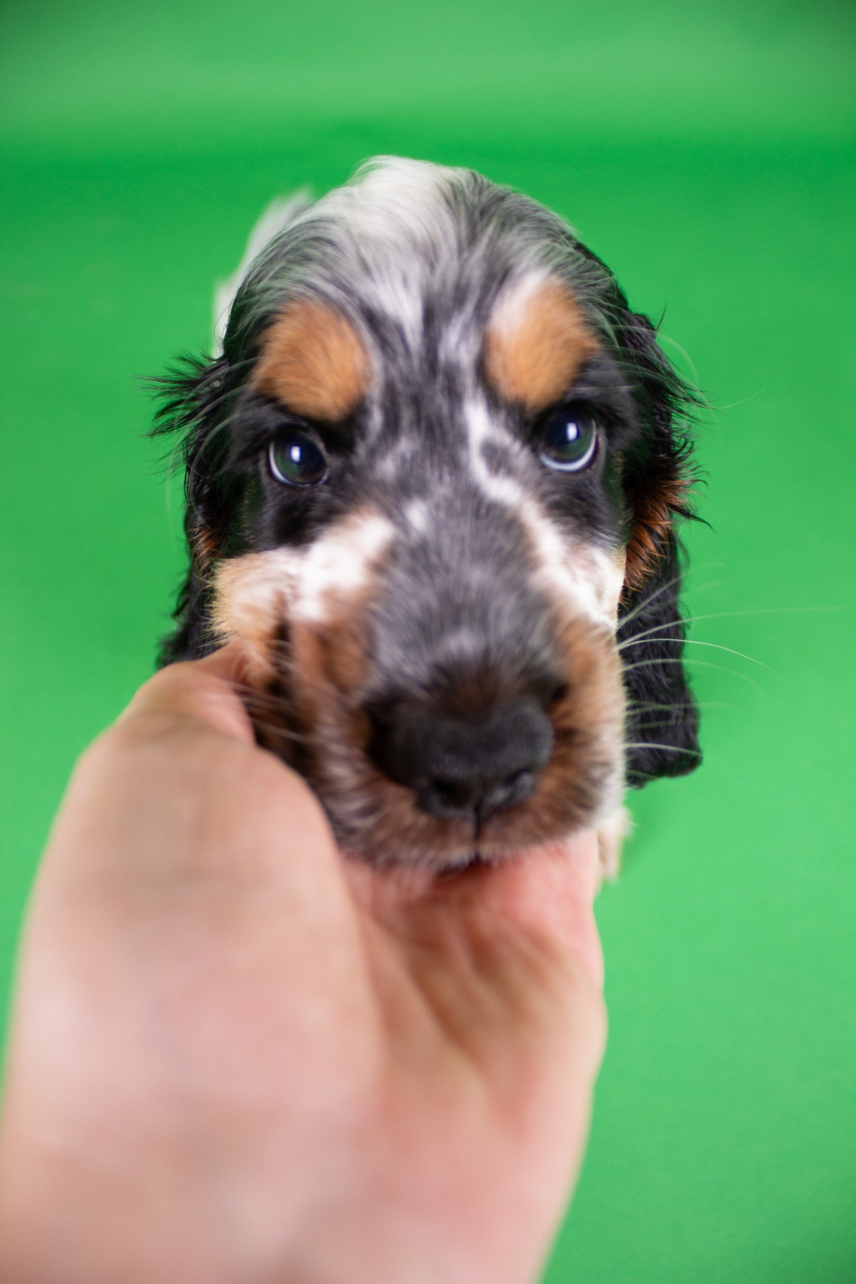 Bluey, primo piano del musetto sostenuto da una mano