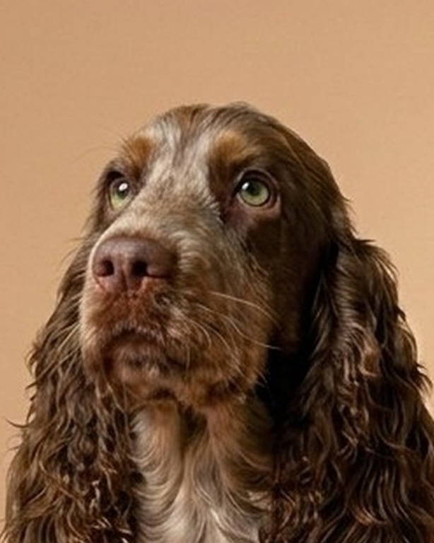 Aurora, fattrice del kennel