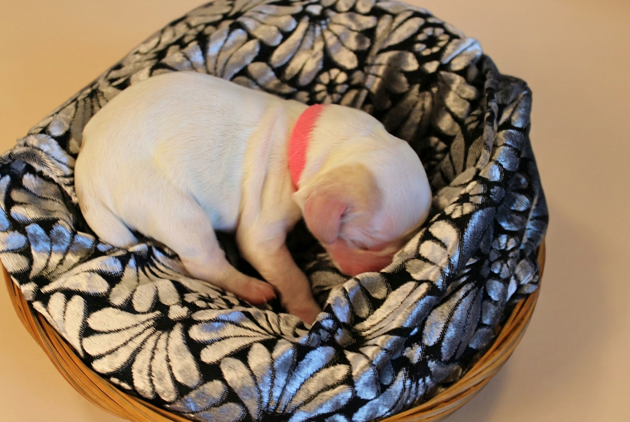 Cucciolo bianco con nastro rosa, raggomitolato nella cesta