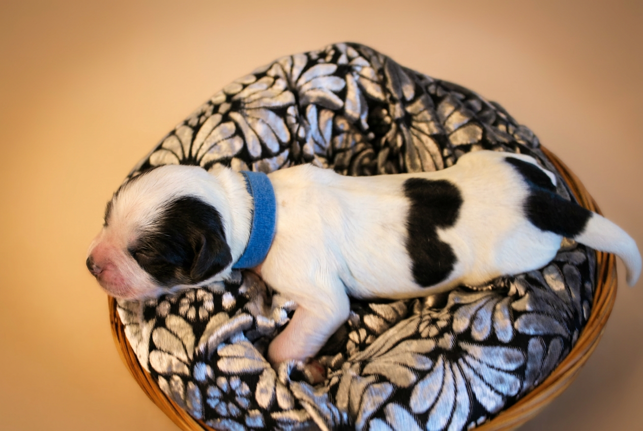 Cucciolo bianco e nero con collarino blu, vista dall'alto nella cesta