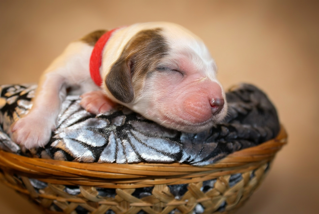 Cucciolo bianco con collarino rosso, primo piano del musetto addormentato nella cesta