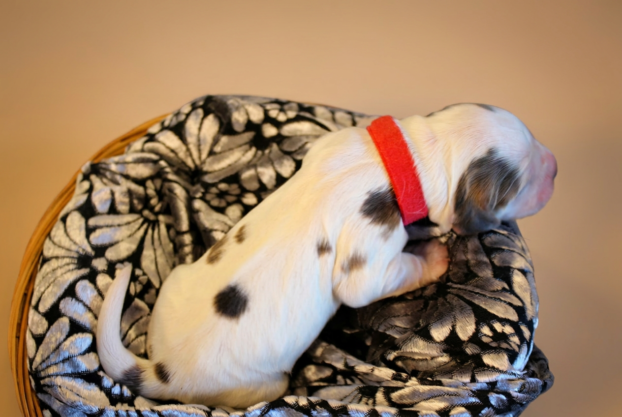 Cucciolo bianco maculato con collarino rosso, vista dall'alto nella cesta