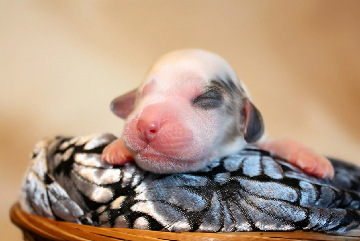 Cucciolo bianco maculato, primo piano frontale del musetto appoggiato sulla coperta