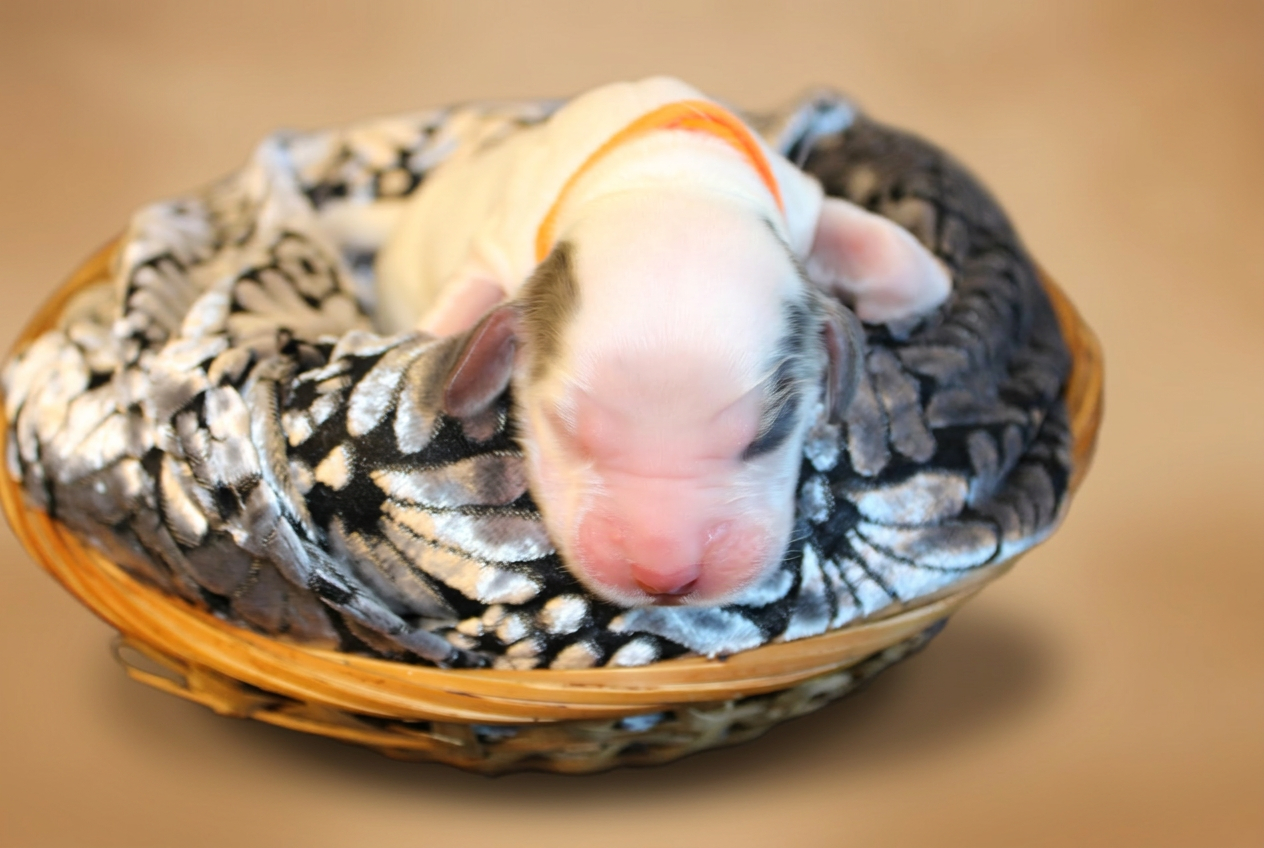 Cucciolo bianco con collarino arancione, vista dall'alto nella cesta su coperta floreale