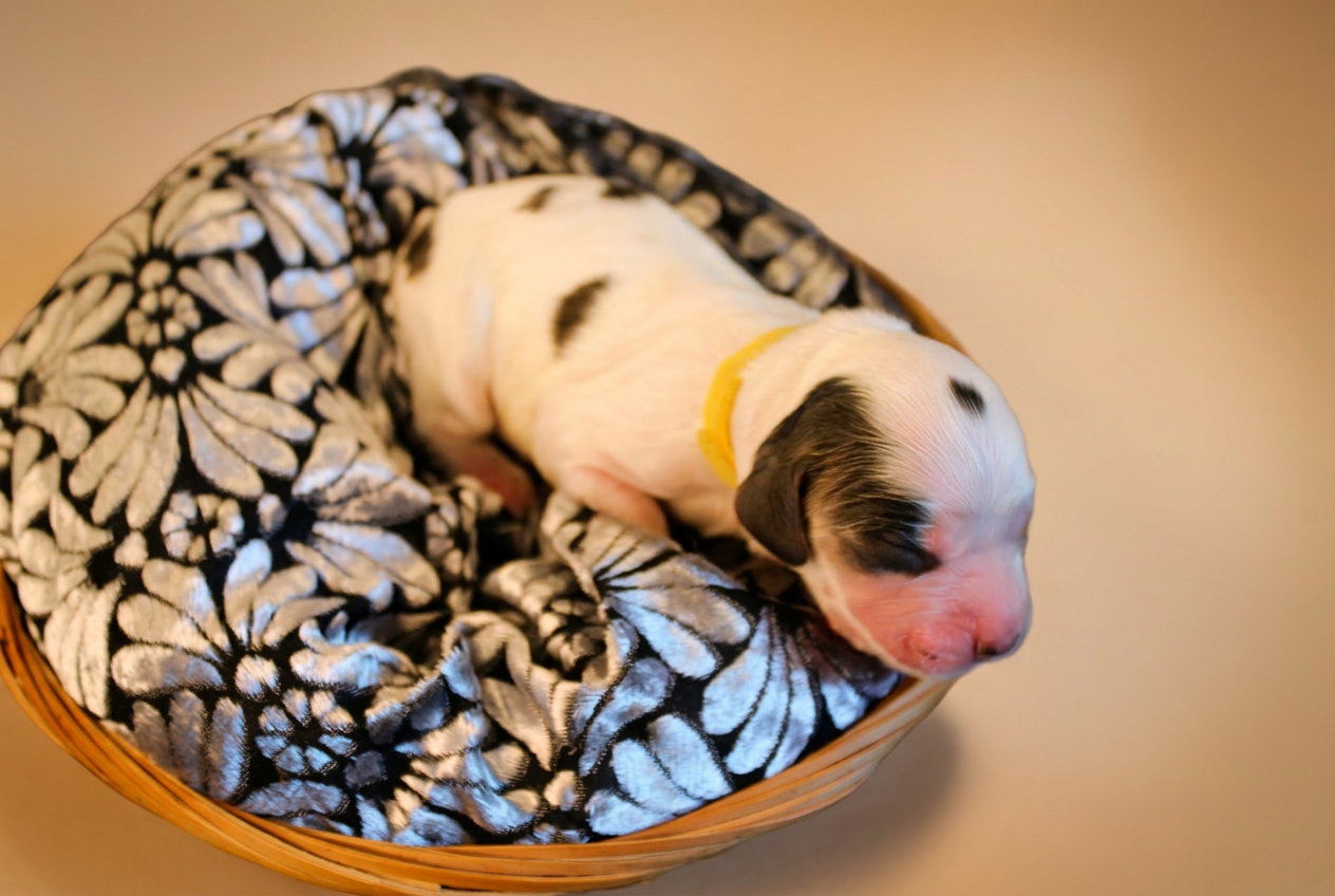 Cucciolo bianco maculato con collarino giallo, disteso nella cesta su coperta floreale