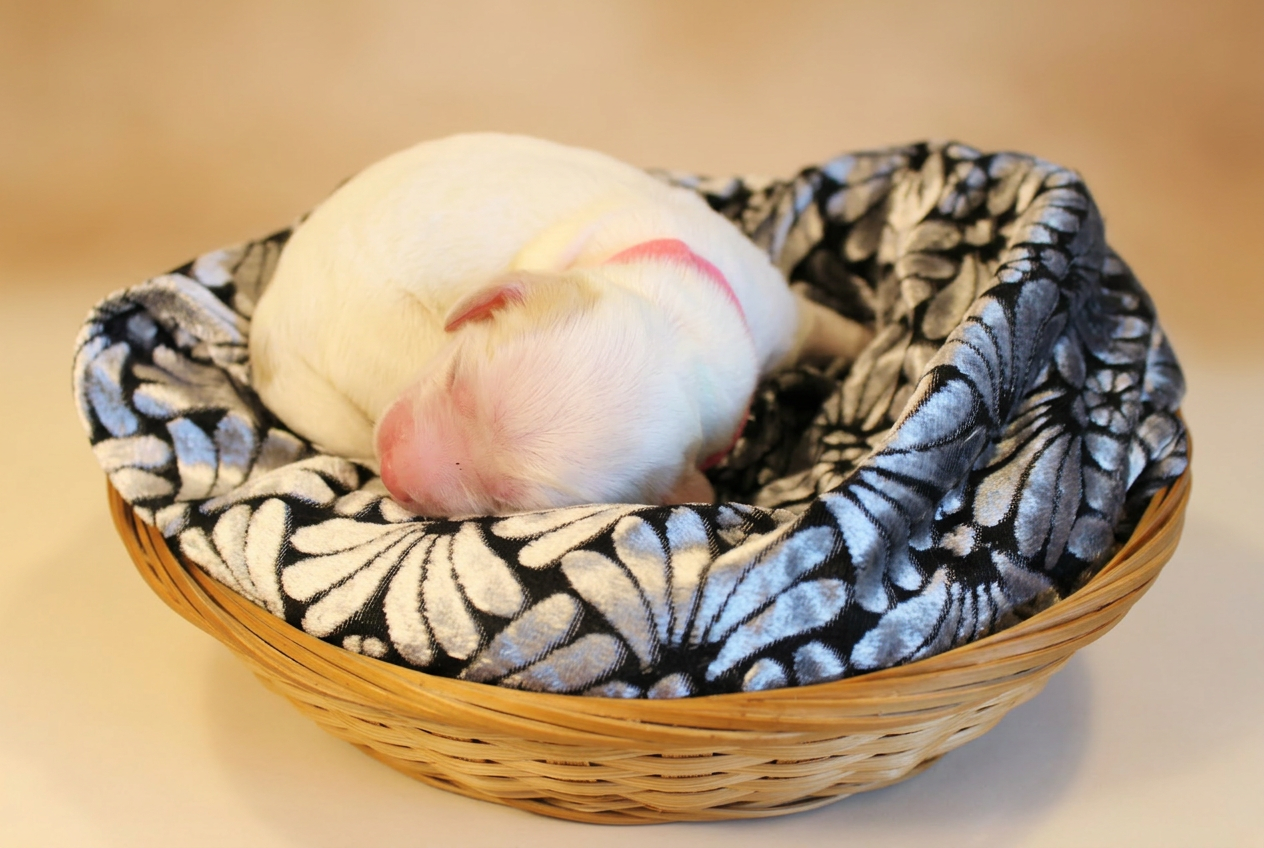 Cucciolo bianco appena nato, addormentato nella cesta