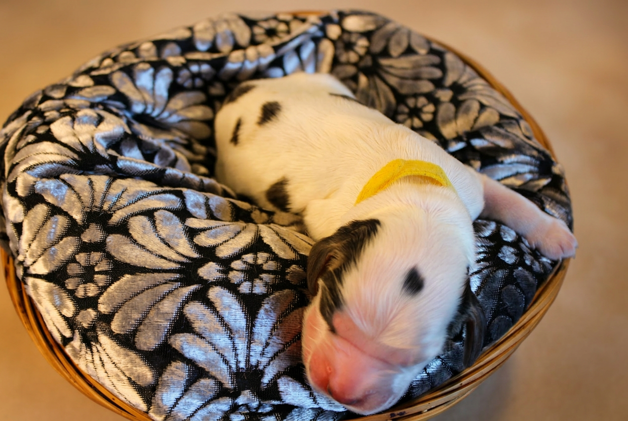 Cucciolo bianco maculato con collarino giallo, ritratto frontale ravvicinato nella cesta