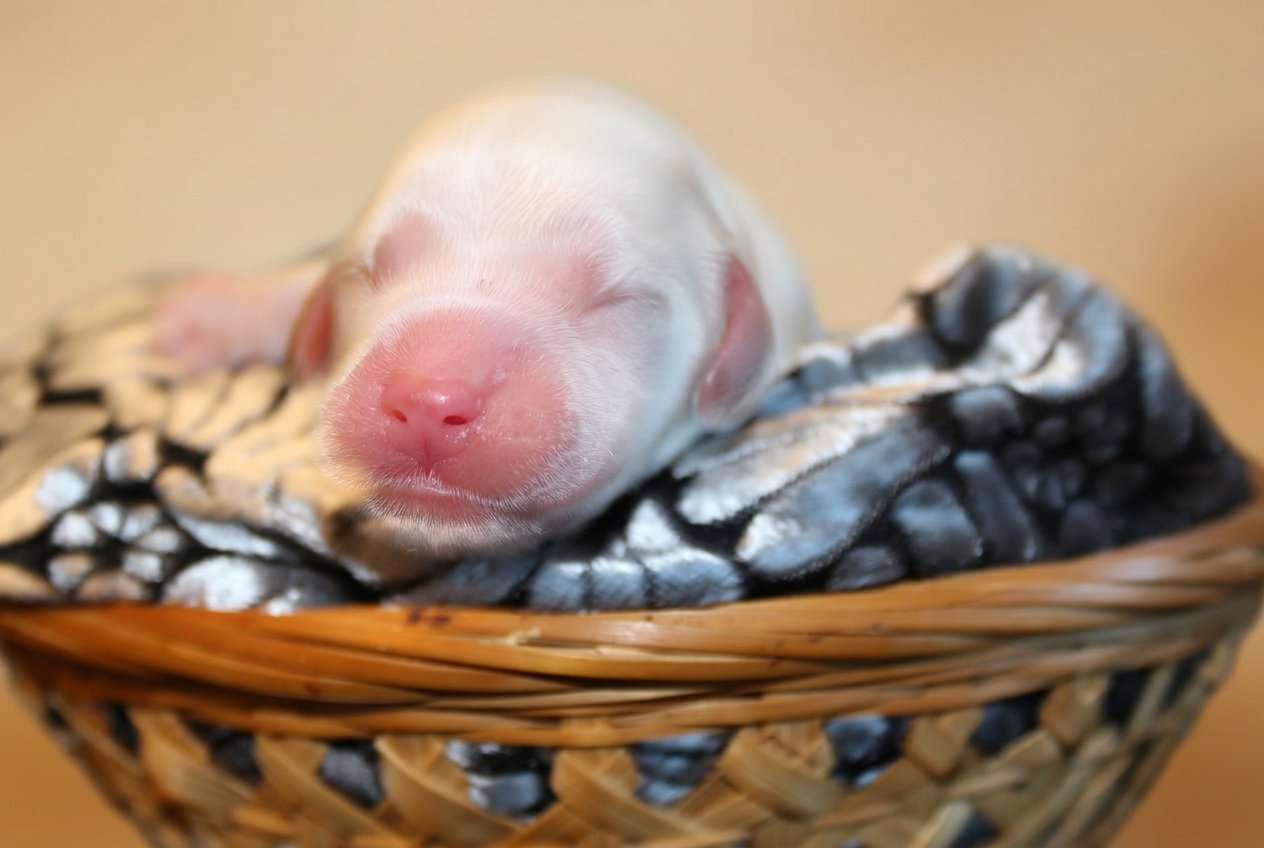 Cucciolo bianco appena nato, primo piano del musetto rosa