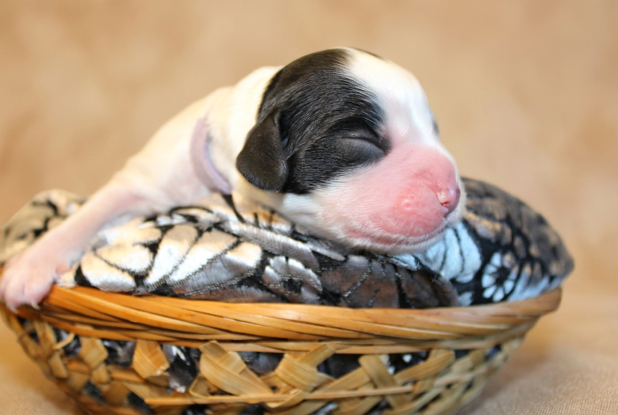 Cucciolo bianco e nero appoggiato nella cesta, ritratto del muso con macchia scura