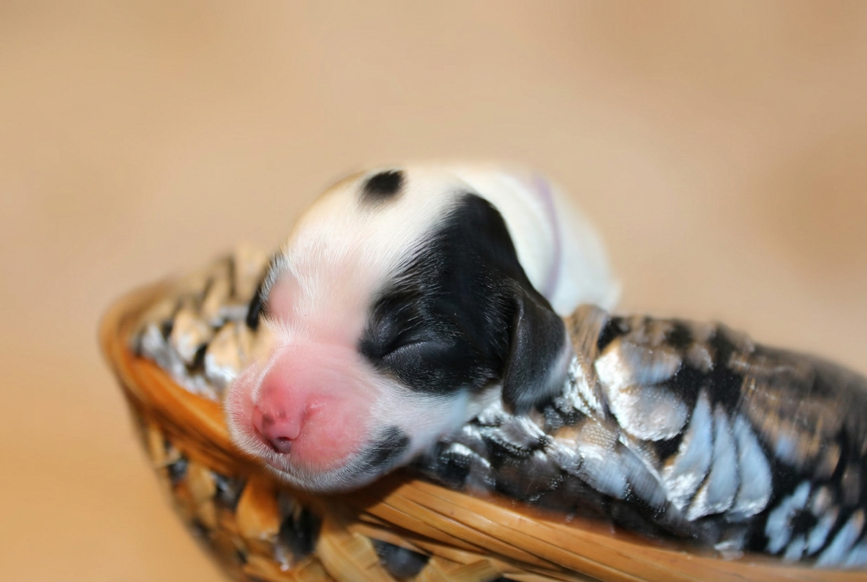 Cucciolo bianco e nero addormentato sulla coperta, primo piano del musetto rosa