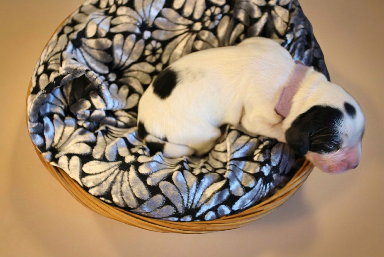 Cucciolo bianco con macchie nere e collarino rosa, vista dall'alto nella cesta