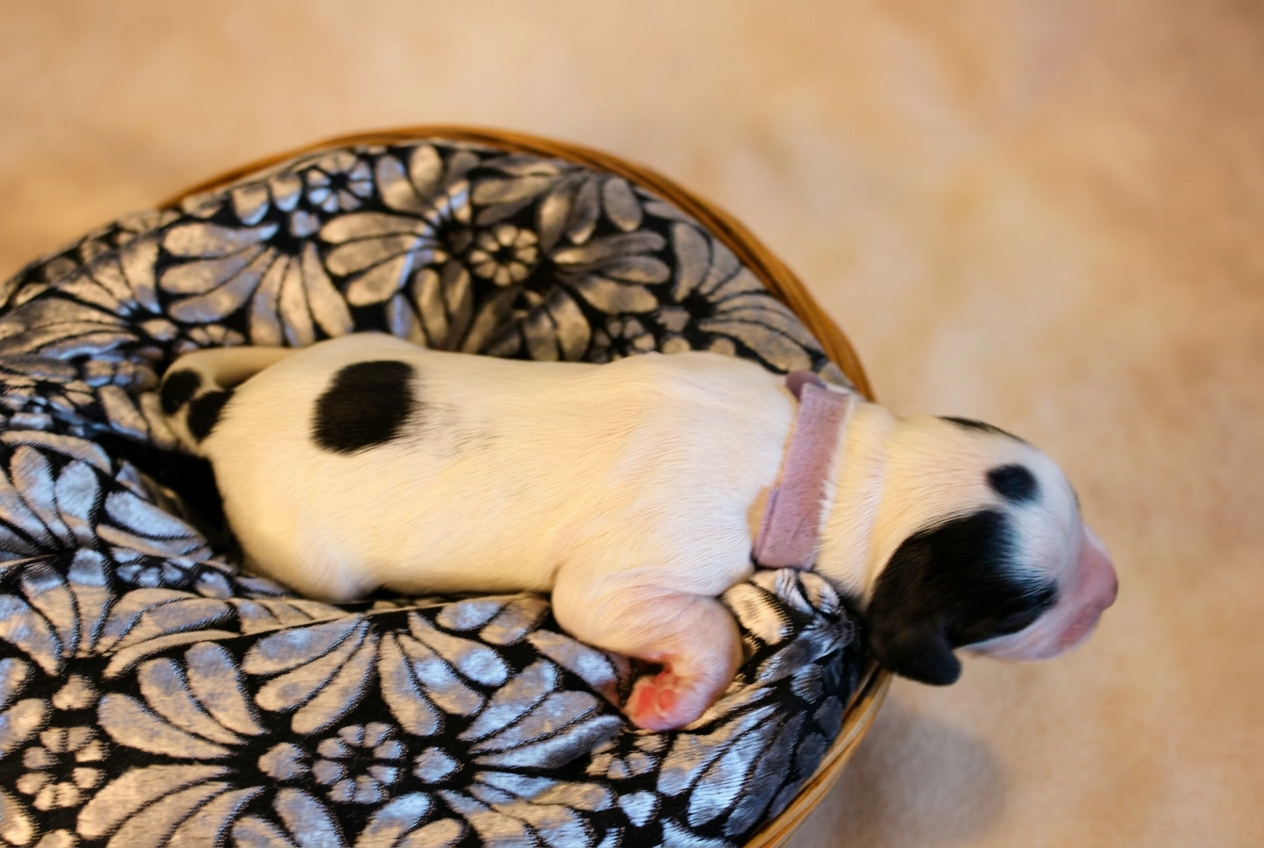 Cucciolo bianco con macchia nera e collarino rosa, raggomitolato sulla coperta floreale