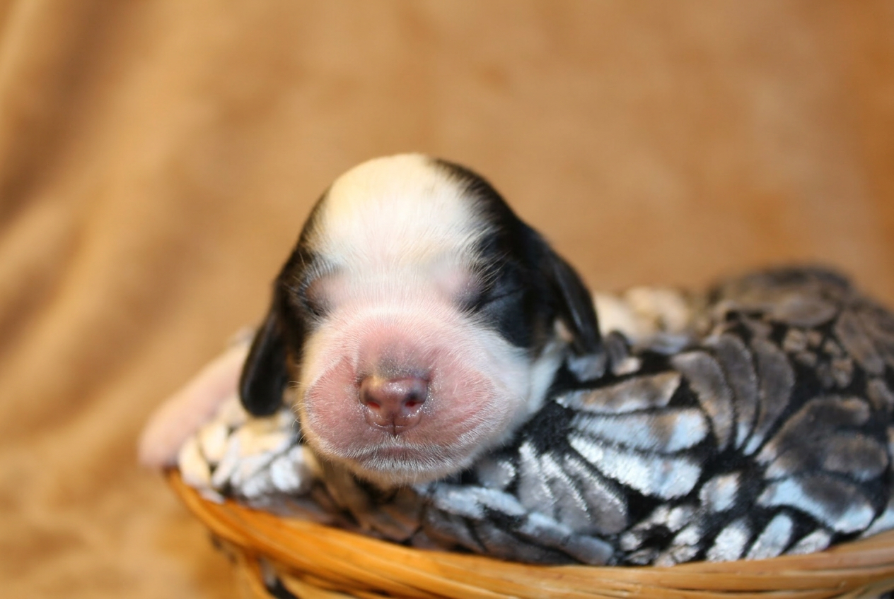 Cucciolo bianco e nero, ritratto frontale del musetto appoggiato nella cesta